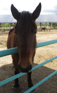 cheval défauts du vin2